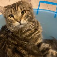 ADOZIONE DEL CUORE - Lei è Loreley