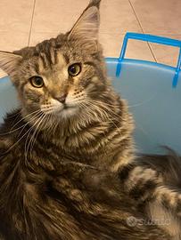 ADOZIONE DEL CUORE - Lei è Loreley