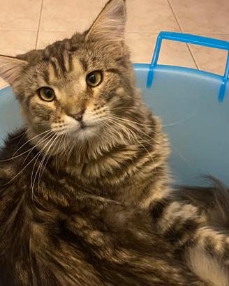 ADOZIONE DEL CUORE - Lei è Loreley