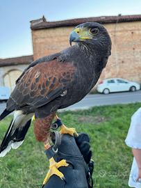 Harris addestrata adatta a tutti