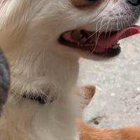 Chihuahua femmina pedigree