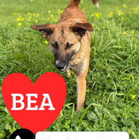 Bea, 10 mesi, taglia media