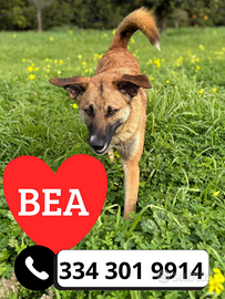 Bea, 10 mesi, taglia media