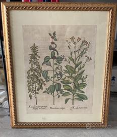 Stampa erbario con cornice