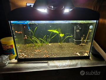 Acquario