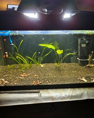 Acquario