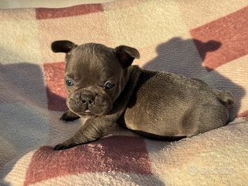 Bulldog francese maschio blue