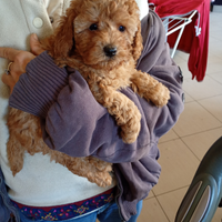 Barboncino nano piccolo quasi Toy rosso