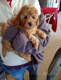 Barboncino nano piccolo quasi Toy rosso