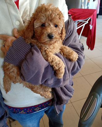 Barboncino nano piccolo quasi Toy rosso