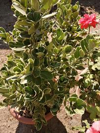 fiori e piante da esterno 