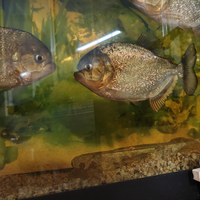 Piranha