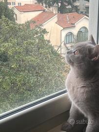 British shorthair maschio per accoppiamento