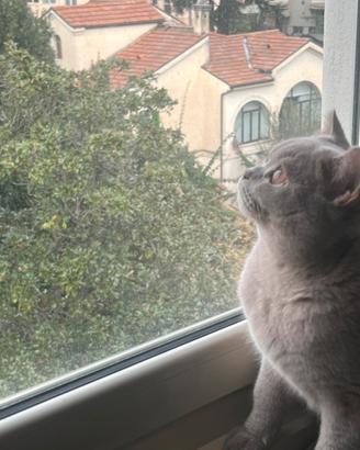 British shorthair maschio per accoppiamento