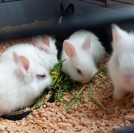 Coniglietti nani da appartamento