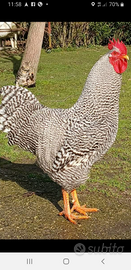 Vendita pulcinotti amrock di un mese