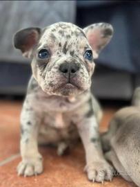 Bulldog Francese maculato - monta