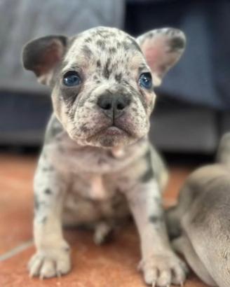 Bulldog Francese maculato - monta