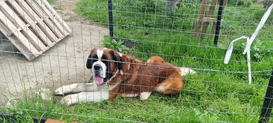 Cuccioli di San bernardo