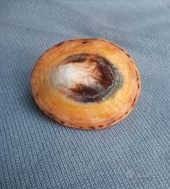 Originale conchiglia bivalve dai colori molto viva