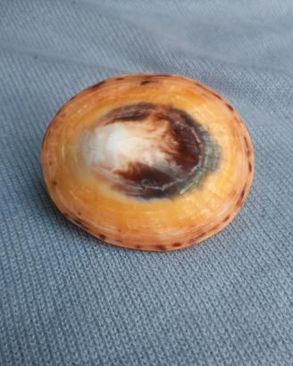 Originale conchiglia bivalve dai colori molto viva