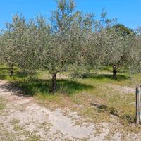 piante di Olivo 