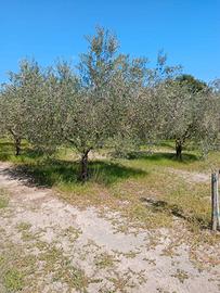 piante di Olivo 