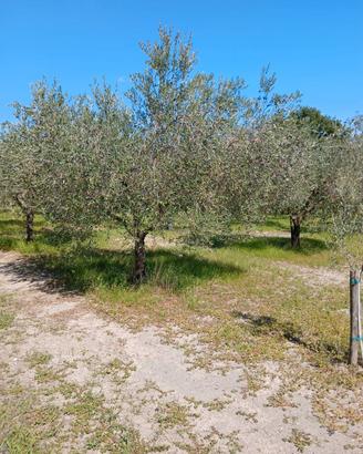piante di Olivo 