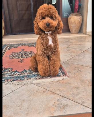 barboncino red monta
