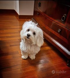 Maltese maschio per accoppiamento