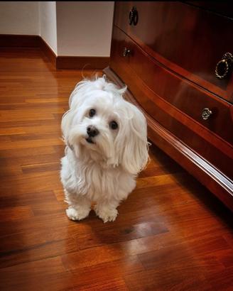 Maltese maschio per accoppiamento