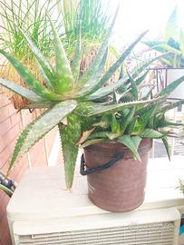 grande pianta di aloe