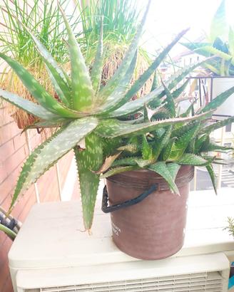 grande pianta di aloe