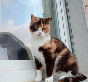 British Shorthair Rehoming