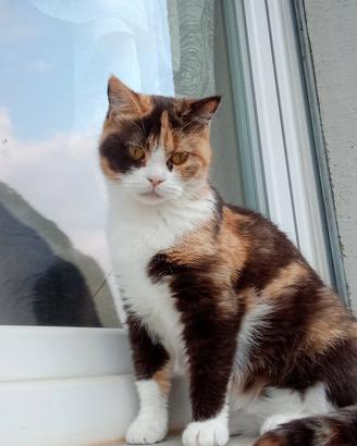 British Shorthair Rehoming