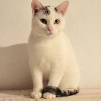 Arturino micio timidino di 6 mesi