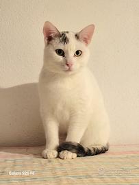 Arturino micio timidino di 6 mesi