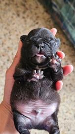 Cuccioli di bulldog francese