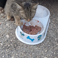 Gattino da regalare