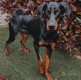 Dobermann maschio disponibile per monta