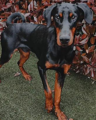 Dobermann maschio disponibile per monta