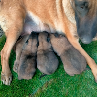 Pastore belga Malinois