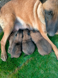 Pastore belga Malinois