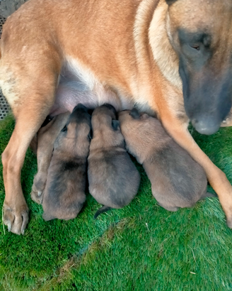 Pastore belga Malinois