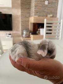 Coniglio nano ariete mini lop