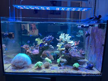 Acquario Marino