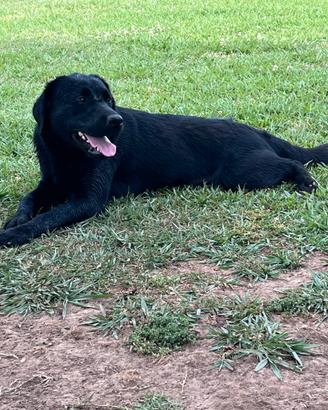 Labrador femmina