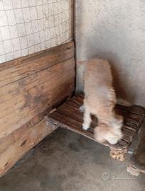 Cani da caccia