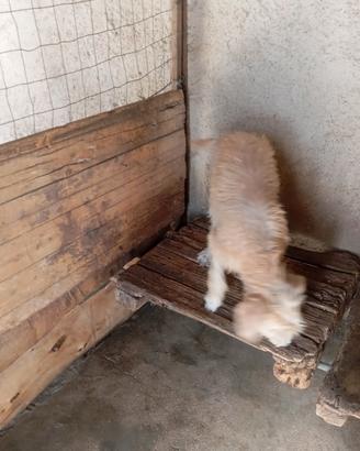 Cani da caccia