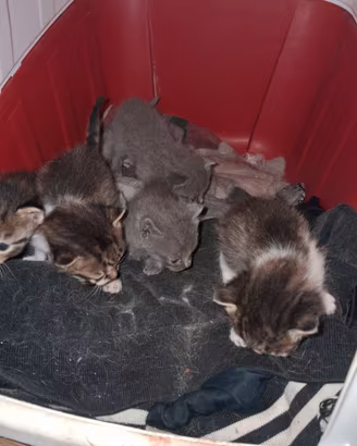 Gattini appena svezzati